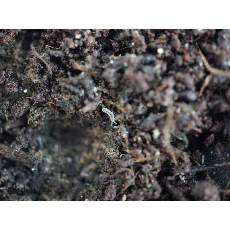 Temperate Springtail 8 oz Culture A76770