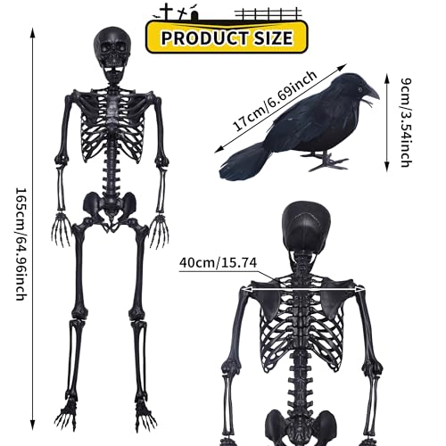5.4Ft Posable Skeleton with Movable Joints and 2PC Black Feathered Crows U704901