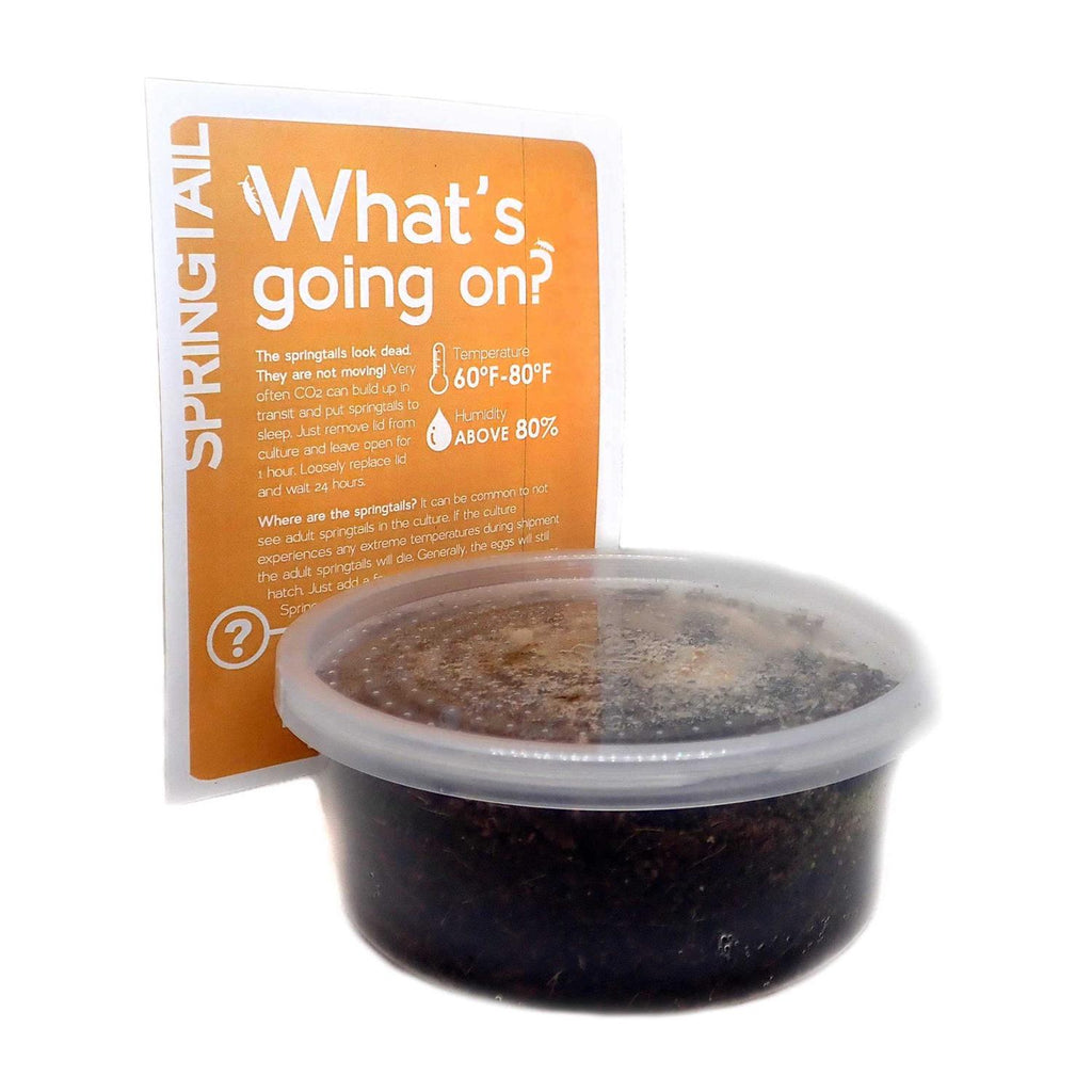 Temperate Springtail 8 oz Culture A76770