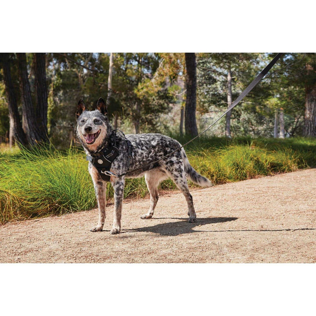 Black Front Walking Dog Harness L705549