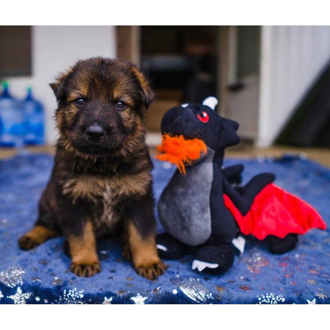 Mythical Dragon Dog Toy P181514