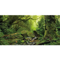 Foggy Forest Reptile Habitat Background D1652
