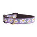 Daisy Dog Collar Q1610