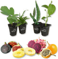 Tropical Fruit Variety Pack 4 Live Exotic Starter Plants V5359
