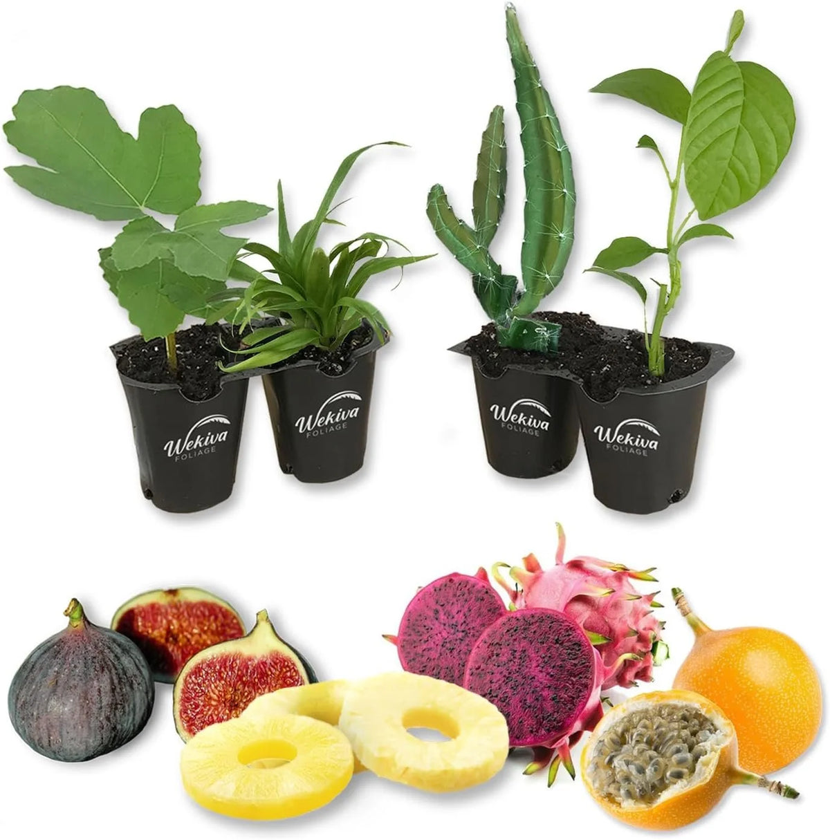 Tropical Fruit Variety Pack 4 Live Exotic Starter Plants V5359