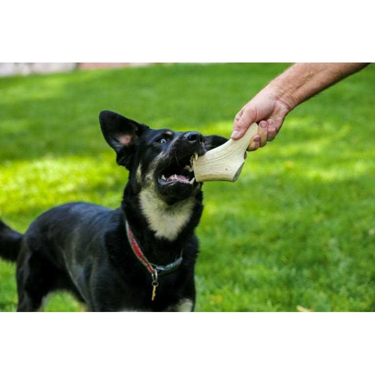 Large Thick Elk Antler 5 Pack Dog Chew Treat X8126
