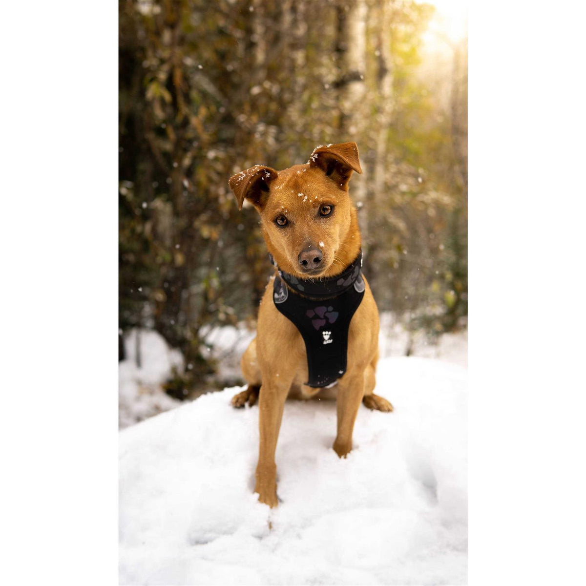 Dog Harness D567024