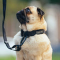 Utility Dog Collar S17778