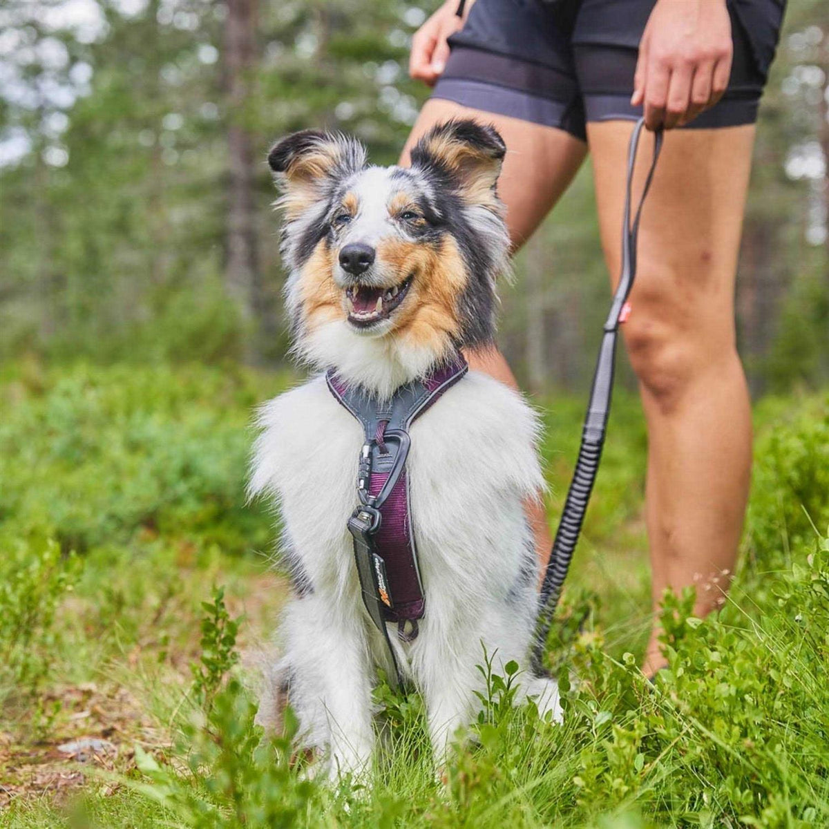 Dog Harness U986260