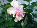 White Tropical Hibiscus Starter Plant R41398