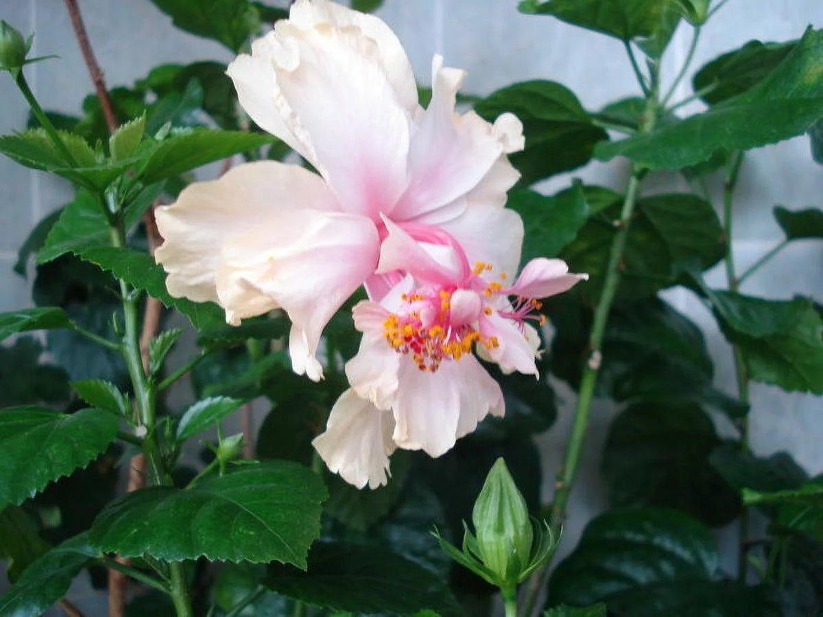 White Tropical Hibiscus Starter Plant R41398