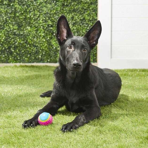 Sensory Ball Dog Toy E2869