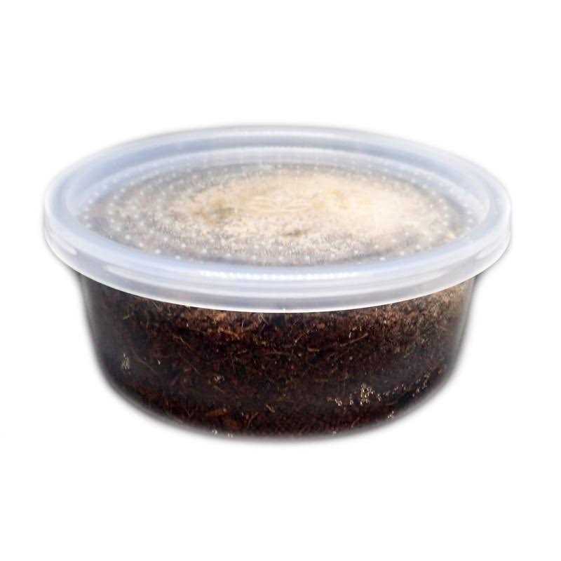 Temperate Springtail 8 oz Culture A76770