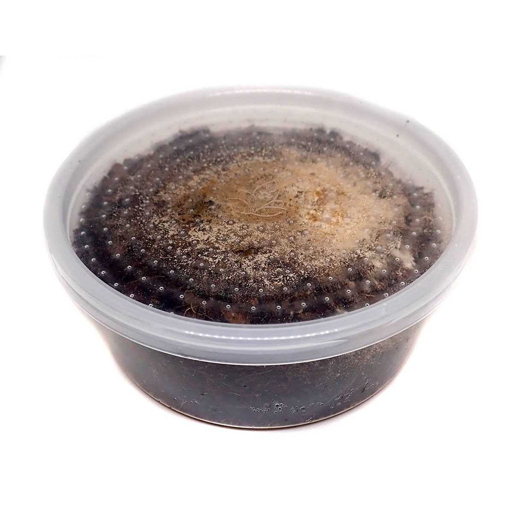 Temperate Springtail 8 oz Culture A76770